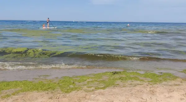 Zielone glony na wodzie i plaży, mimo że kąpieliska nad morzem są zamknięte, para na desce SUP i inne wodne atrakcje.