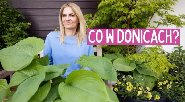 Co wsadzić do dużej donicy, aby stworzyć piękną dekorację?