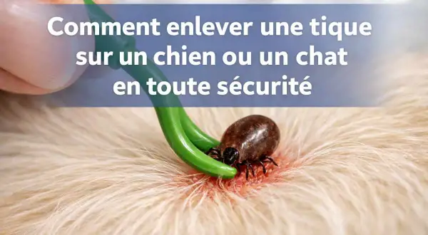Un outil vert est utilisé pour retirer un tique sur la peau d'un chien. Apprenez comment enlever un tique sur un chien en toute sécurité.