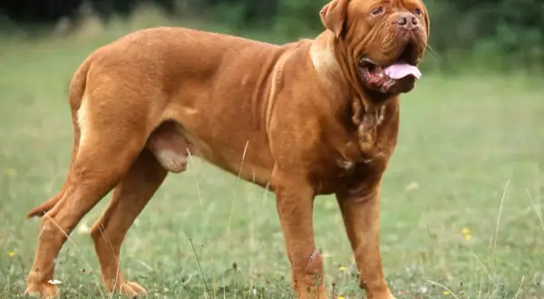 Braune Bordeaux Dogge im Gras, die auf mögliche bordeaux dogge krankheiten achtet.