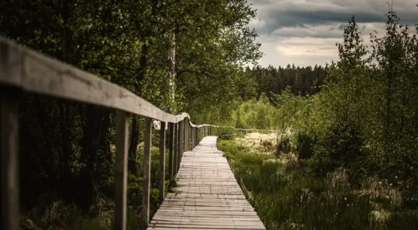 Passerelle en bois serpentant à travers une forêt verdoyante, parfaite pour une randonnée belge sous un ciel menaçant.