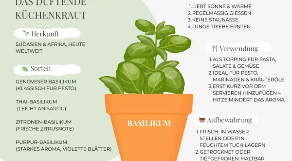 Basilikum im Topf, liebt Sonne und Wärme. Ideal für Pasta und Pesto.