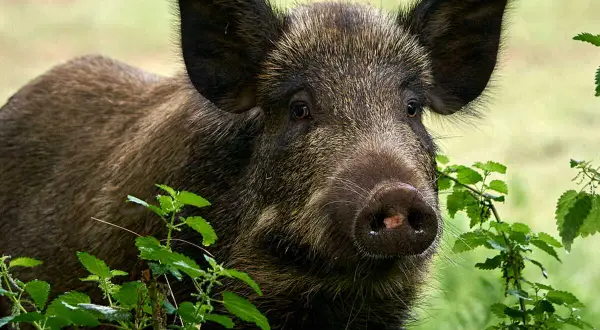 Un jeune bébé sanglier, curieux, émerge de la végétation verdoyante.