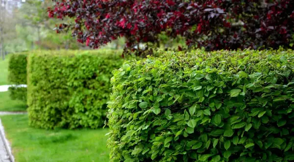 Grüne Hecken im Park, welche Hecke braucht wenig Wasser? Eine Hainbuche ist pflegeleicht und trockenresistent.