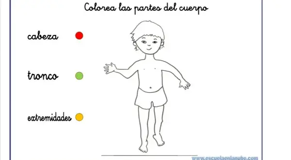Actividades infantiles para colorear partes del cuerpo humano: cabeza, tronco y extremidades.