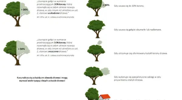 Dowiedz się, o ile można skrócić drzewo bez zezwolenia. Informacje o karach za uszkodzenie i zniszczenie drzewa.