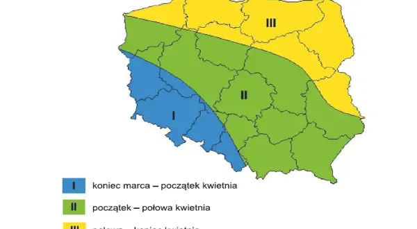 Mapa Polski z zaznaczonymi strefami, gdzie uprawia się buraki cukrowe: I (niebieska) - koniec marca-początek kwietnia, II (zielona) - początek-połowa kwietnia, III (żółta) - połowa-koniec kwietnia.