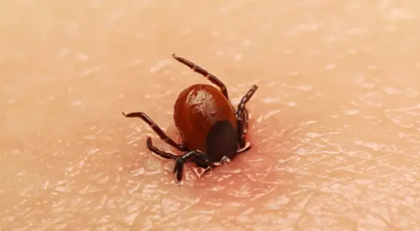 Cómo se mueren las garrapatas: métodos efectivos para eliminarlas