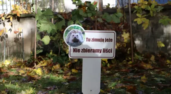 Gdzie zimują jeże? Jak im pomóc przetrwać zimę?
