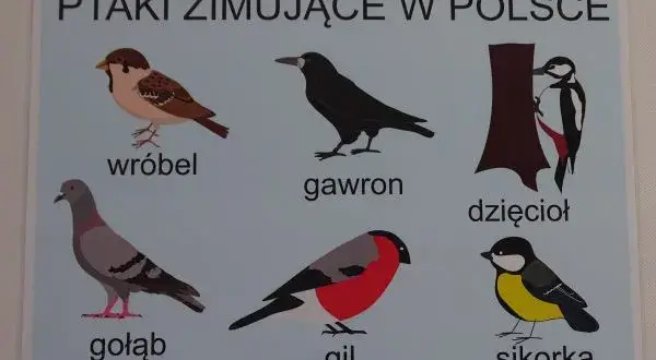 Ptaki zimujące w Polsce: jak mądrze pomóc i je rozpoznać?