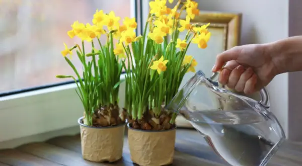 Vaso con narcisi gialli in fiore, una mano versa acqua da una caraffa. Ideale per sapere quando piantare i narcisi in vaso.