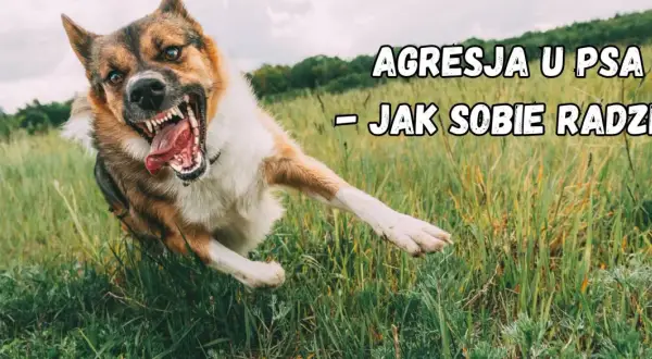 Agresja lękowa u psa. Wściekły pies w trawie, z otwartym pyskiem i widocznymi kłami.