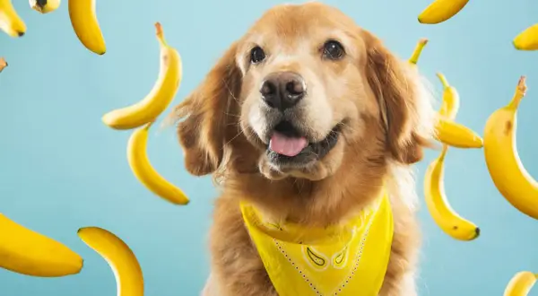 Radosny golden retriever w żółtej bandanie otoczony przez latające banany. Czyżby to był banan dla psa?