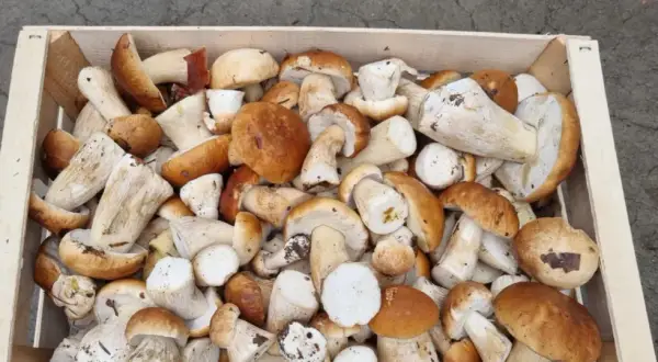Prawdziwy koszt grzybów halucynogennych: Cena, prawo i zdrowie