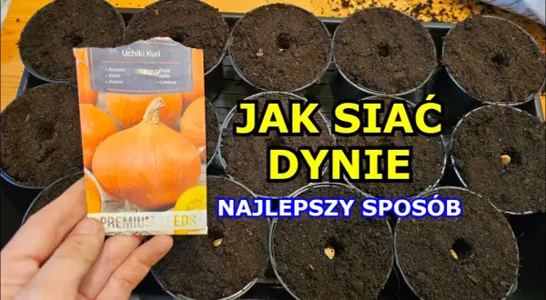 Jak siać dynie: sprawdzone metody i tajniki udanej uprawy