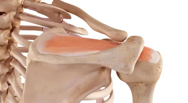Dettaglio anatomico della spalla con ossa e muscoli. Un tendine lesionato può guarire, grazie alla resilienza del corpo umano.