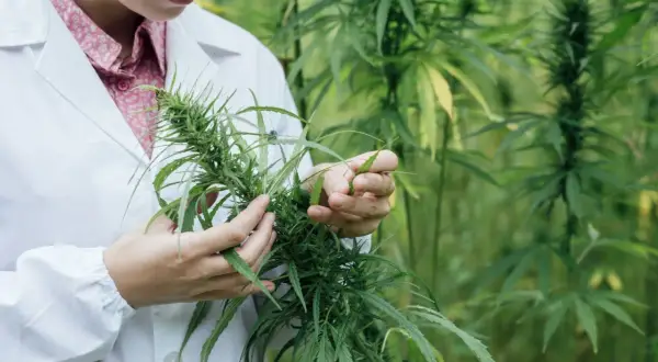 Marihuana w Polsce: Legalność, kary, medyczna, CBD. Poznaj fakty.
