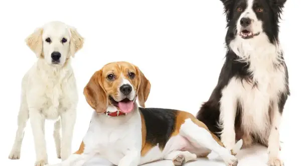 Drei Hunde: ein heller Retriever, ein Beagle und ein Border Collie, eine australian shepherd ähnliche Rasse.