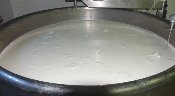 Grande vasca in acciaio inox piena di latte, pronta per la produzione casearia. Si intravede un sensore di temperatura.