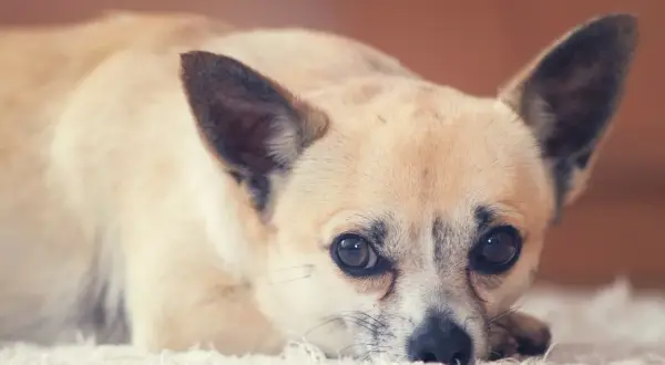 Uroczy chihuahua leży na miękkim dywanie. Zastanawiasz się, ile żyje chihuahua? Te małe psy często cieszą się długim życiem.