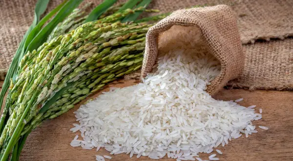 Kłosy ryżu i rozsypane ziarna z worka. Odpowiedź na pytanie: czy ryż ma gluten? Nie, ryż jest naturalnie bezglutenowy.