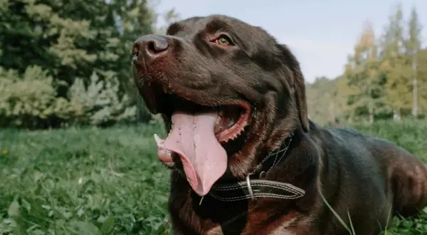 Un labrador oscuro jadea en la hierba, su lengua rosada colgando. Quizás se pregunte porque jadean los perros cuando hace calor.