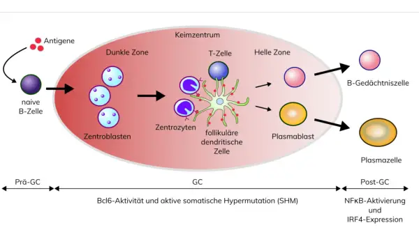 Schema der B-Zell-Entwicklung im Keimzentrum, von naiven B-Zellen über Zentroblasten und Zentrozyten zu Plasmazellen und B-Gedächtniszellen. Dies ist relevant für das Verständnis von B-Zell-Lymphomen.