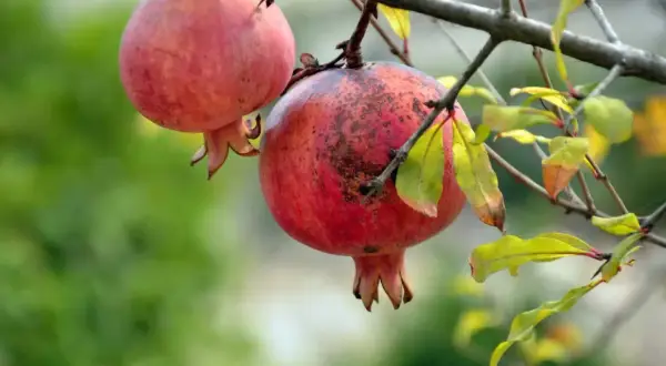 Due melograni maturi pendono da un ramo. L'albero di melograno mostra i suoi frutti rossi e le foglie autunnali.