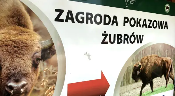 Tablica informacyjna "Zagroda pokazowa żubrów" w Bieszczadach. Widok na zbliżenie głowy żubra i drugiego żubra w oddali.