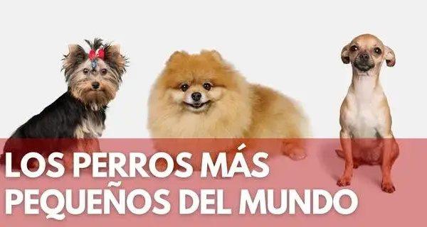 El perro más pequeño del mundo: sorprendente historia de Pearl