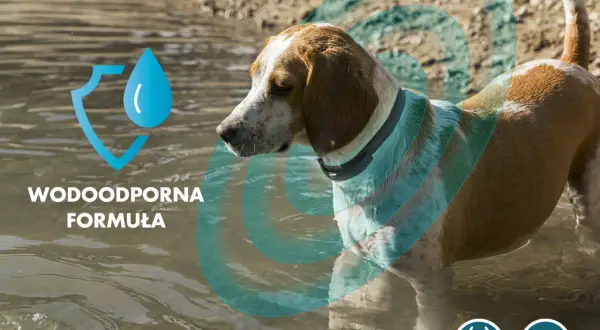 Jak działa obroża antykleszczowa i jak skutecznie chroni Twojego psa