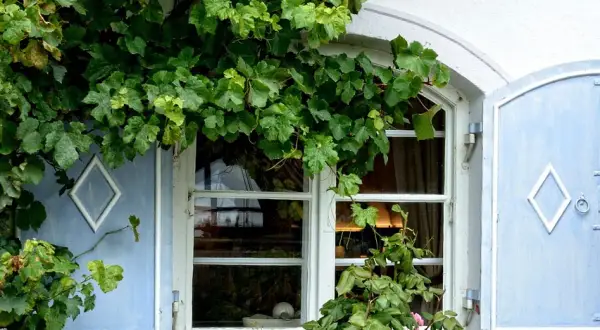 Wieloletnie pnącza na balkon: Stwórz zieloną oazę w bloku!