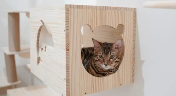 Drapak dla kota DIY: Zbuduj idealny, tani i bezpieczny drapak!