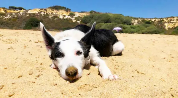 Un perro blanco y negro descansa en la arena de la playa, con colinas verdes y el cielo azul al fondo.