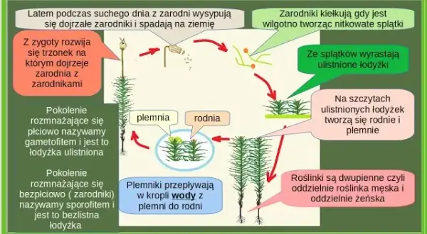 Jak rozmnażają się mchy? Odkryj fascynujące metody ich życia