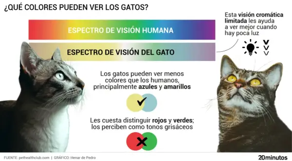 Los gatos ven menos colores que los humanos, principalmente azules y amarillos. Su visión limitada les ayuda en poca luz.