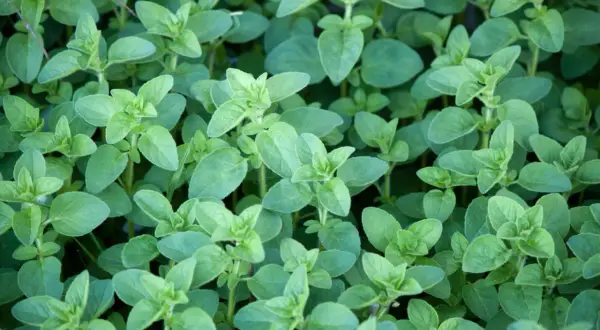 Dichtes Grün von Oregano-Pflanzen. Der ideale Oregano standort ist sonnig und trocken, was sich in diesem üppigen Wuchs widerspiegelt.