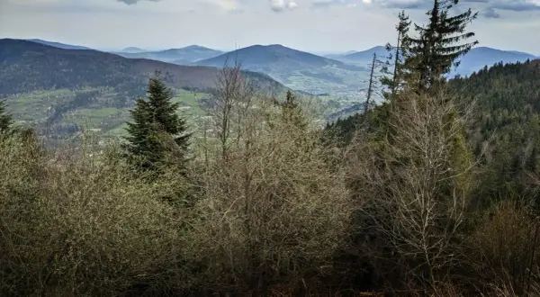Widok na Beskid Wyspowy z gęstym lasem i doliną w tle.
