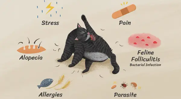 A tabby cat is grooming itself, showing signs of stress, pain, alopecia, allergies, feline folliculitis, and parasites, all contributing to cat losing hair.