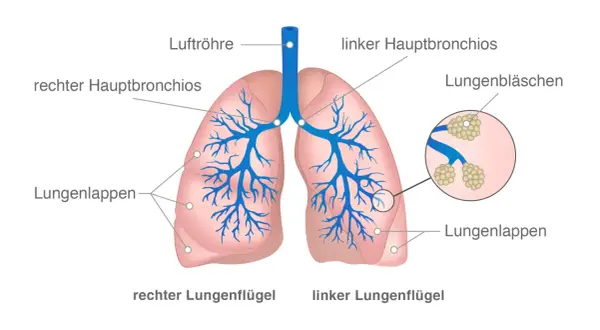 Anatomie der Lunge mit Luftröhre, Bronchien, Lungenbläschen. Wichtige Infos für die Lebenserwartung bei Lungenkrebs und Strahlentherapie.
