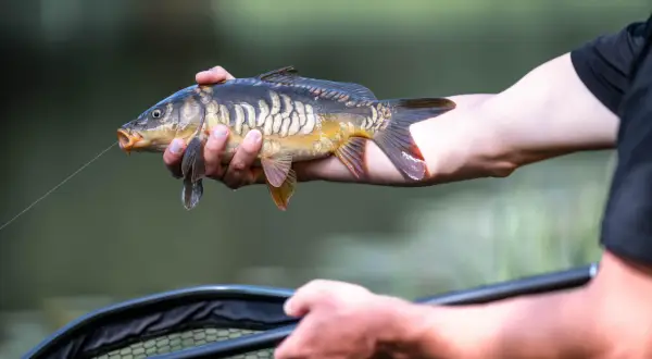 Drapieżna ryba morska, karp, trzymany w dłoniach wędkarza, z żyłką w pysku.