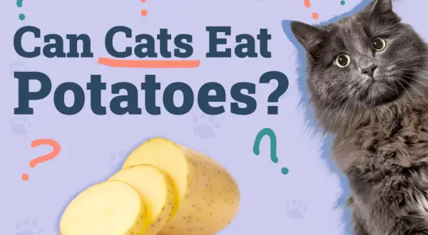 A fluffy gray cat looks curiously at sliced potatoes, with the question "Can cats eat potatoes?" prominently displayed.