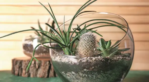 Miniaturowy ogród w szklanej kuli: sukulenty i kaktus w otoczeniu kamyków i ziemi. Kwiaty w wodzie w szkle tworzą zieloną oazę.