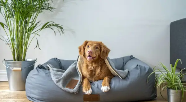 Un adorable chien se repose confortablement sous une couverture dans son gite pour chien douillet.