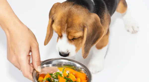 Un cachorro beagle huele un cuenco de comida casera con zanahoria y pollo. ¡La lechuga es buena para los perros!