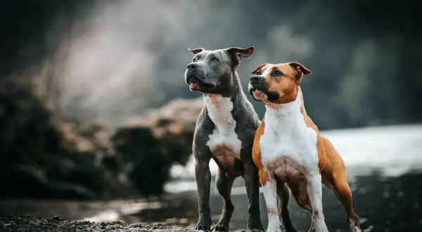 Dwa amstaffy stoją na kamienistym brzegu. Czy amstaff jest groźny? Te psy wyglądają na czujne, ale nie agresywne.