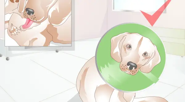 Perro con collar isabelino, recuperándose. La castración trae beneficios para su salud y comportamiento.