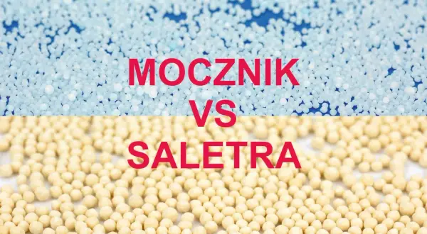 Mocznik czy saletra? Wybierz mądrze i unikaj błędów na trawniku!