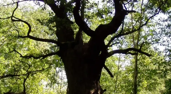 Eine dicke Marie, ein alter Baum mit knorrigen Ästen, ragt in den sonnendurchfluteten Wald.