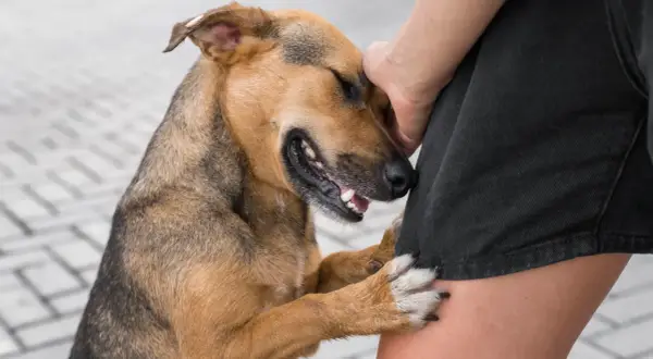Perro marrón y negro apoyado en la pierna de una persona. ¿Cómo saber si mi perro es sordo? Observa su reacción a los sonidos.